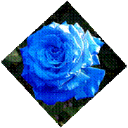rosa_bluok